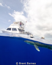 An oceanic white tip shark's dorsal fin breaks the surfac... by Brent Barnes 